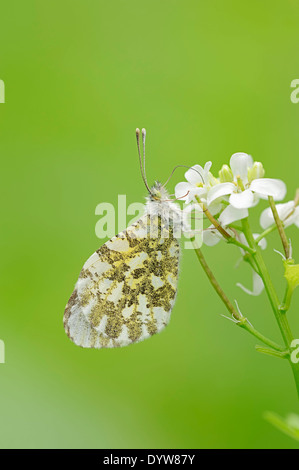 Orange Tipp (Anthocharis Cardamines), Weibchen auf Knoblauchsrauke (Alliaria Petiolata), North Rhine-Westphalia, Deutschland Stockfoto