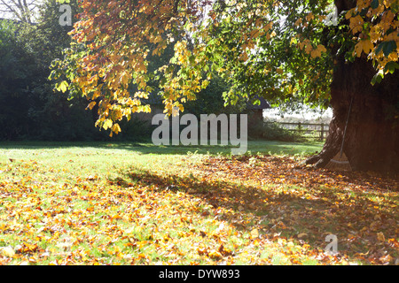 Einen Garten Rechen lehnte an einem Baum im Herbst Stockfoto