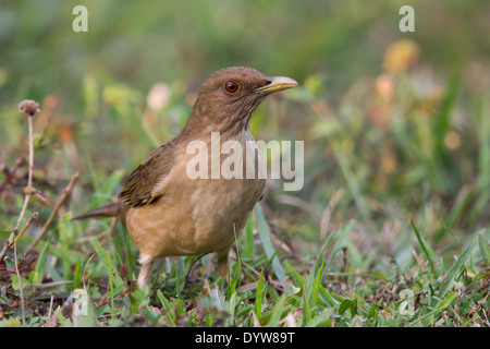 Lehmfarbenen Drossel (Turdus Grayi) Stockfoto