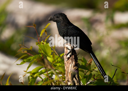 Nut-billed Ani (Crotophaga Sulcirostris) Stockfoto
