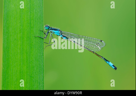 Blau-tailed Libellen, gemeinsame Ischnura oder gemeinsame Bluetail (Ischnura Elegans), Männlich Stockfoto