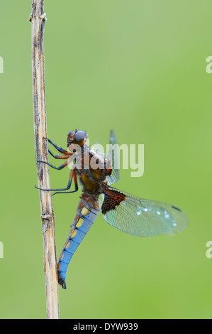 Breit-bodied Chaser oder breit-bodied Darter (Libellula Depressa), Männlich, North Rhine-Westphalia, Deutschland Stockfoto