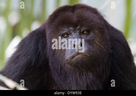 Central American schwarzen Brüllaffen (Alouatta Pigra) Stockfoto