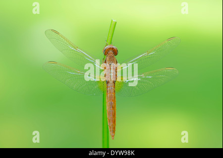 Scharlachrote Libelle, Scarlet Darter, breite Scarlet oder Red Dragonfly (Crocothemis Saccharopolyspora), juvenile, Männlich Stockfoto