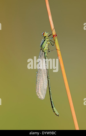 Kleine Red-eyed Damselfly oder geringerem Red-eyed Damselfly (Erythromma Viridulum), Weiblich, North Rhine-Westphalia, Deutschland Stockfoto