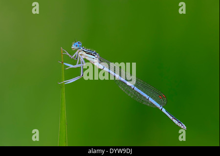 White-legged Damselfly oder blaue Featherleg (Platycnemis Pennipes), Männlich, North Rhine-Westphalia, Deutschland Stockfoto