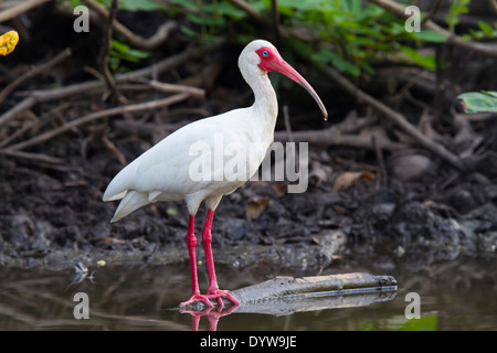 Weißer Ibis (Eudocimus Albus) Stockfoto