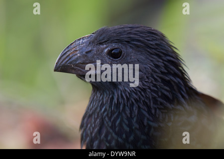 Nut-billed Ani (Crotophaga Sulcirostris) Kopf Stockfoto