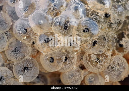 Europäische Grasfrosch (Rana Temporaria), Spawn, North Rhine-Westphalia, Germany Stockfoto