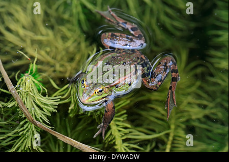 Essbare Frosch, Grasfrosch Wasser oder grüner Frosch (Rana Esculenta, außer kl. Esculentus), Männlich, North Rhine-Westphalia, Deutschland Stockfoto