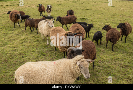 Seltene Rasse Schafherde mit Lämmer Stockfoto
