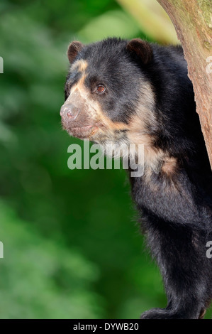 Spectacled Bear "oder" Anden tragen (Tremarctos Ornatus) Stockfoto