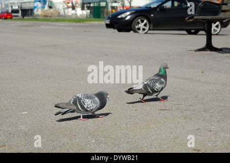 Männliche Taube versucht, weibliche Taube im Parkplatz zu beeindrucken Stockfoto