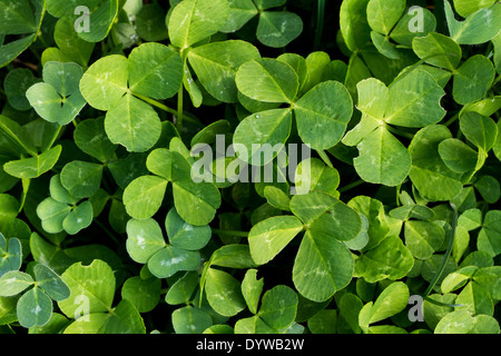 Nahaufnahme von grüne Kleeblätter Stockfoto