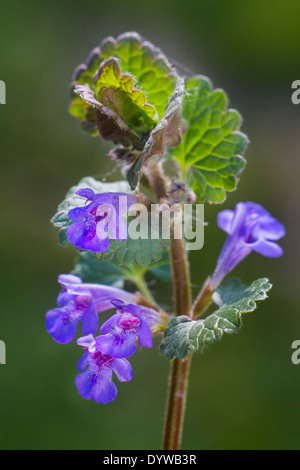 Creeping Charlie / Boden-Efeu (Glechoma Hederacea / Nepeta Glechoma Benth. / Nepeta Hederacea) in Blüte Stockfoto