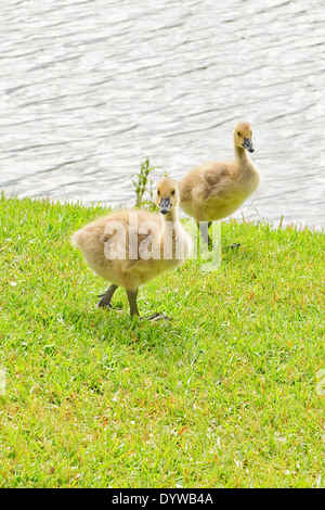 Zwei Jugendliche kanadische Gänse wandern neben Gewässerrand Stockfoto