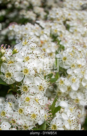 Weißdorn (Crataegus) in Blüte mit weißen Blüten im Frühjahr Stockfoto