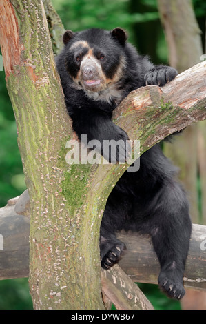 Spectacled Bear "oder" Anden tragen (Tremarctos Ornatus) Stockfoto