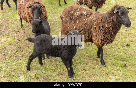 Schwarze seltene Rasse Lämmer und Schafe. Stockfoto