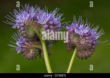 Lacy Phacelia (Phacelia Tanacetifolia) in Blüte, ursprünglich aus dem Südwesten der USA und Nordmexiko Stockfoto