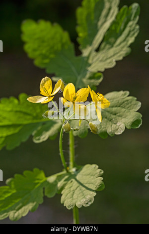 Schöllkraut / Tetterwort (Chelidonium Majus) in Blüte Stockfoto