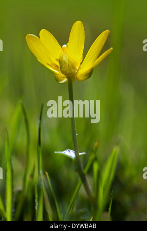 Kleinen Schöllkraut / Scharbockskraut (Ranunculus Ficaria, Sy Ficaria Grandiflora Robert, Ficaria Verna Huds.) in Blüte Stockfoto