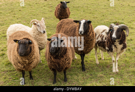 Gruppe von seltenen Rasse Schafe Stockfoto