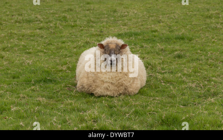 Fette Schafe schaut direkt in die Kamera, von Rasen umgeben. Stockfoto