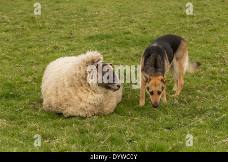 Fette Schafe mit deutscher Schäferhund Stockfoto