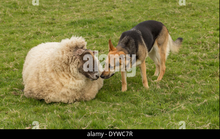 Fette Schafe mit deutscher Schäferhund Stockfoto
