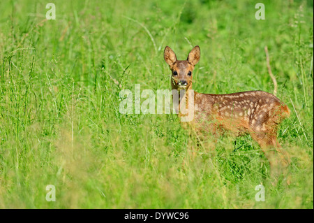 Europäische Rehe oder Western Reh (Capreolus Capreolus), Fawn, North Rhine-Westphalia, Deutschland Stockfoto