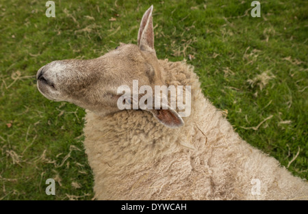 Bauernhof Schafe Blick in die Kamera von einem hohen Winkel Stockfoto