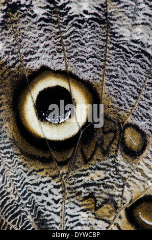 Eule Schmetterling [Caligo Memnon] Nahaufnahme Auge Muster auf Flügel. Stockfoto