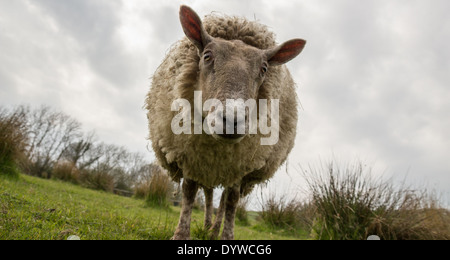 Bauernhof Schafe in die Kamera schauen. Stockfoto