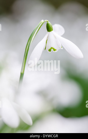 Schneeglöckchen (Galanthus Nivalis) angesammelt wurden in alten Hasel Niederwald in der Nähe von Petworth, West Sussex, UK. Februar. Stockfoto