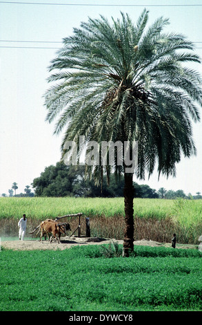 OBERÄGYPTEN--EIN PAAR WASSERBÜFFEL SCHALTET DAS SAKIEH ODER WASSER GUT AUF DEN FRUCHTBAREN BODEN DES NIL-DELTAS ZU BEWÄSSERN. Stockfoto