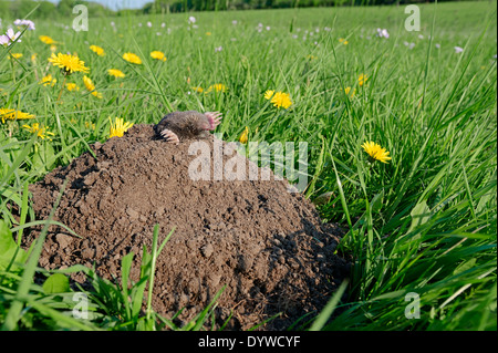 Europäischer Maulwurf, gemeinsame Maulwurf oder nördlichen Maulwurf (Talpa Europaea) aus Mole Hill, North Rhine-Westphalia, Deutschland Stockfoto