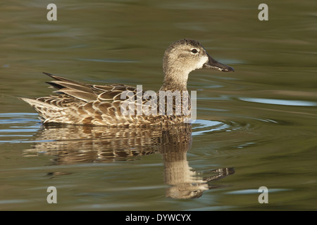 Blue-winged Teal Anas Discors - weiblich. Stockfoto