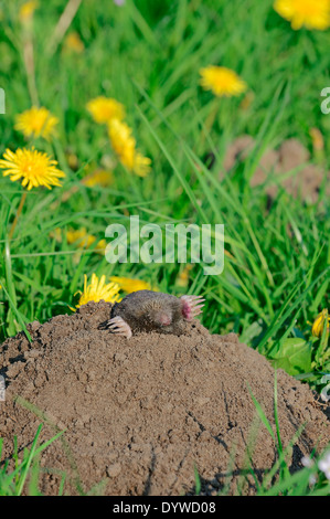 Europäischer Maulwurf, gemeinsame Maulwurf oder nördlichen Maulwurf (Talpa Europaea) aus Mole Hill, North Rhine-Westphalia, Deutschland Stockfoto