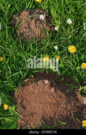 Europäischer Maulwurf, gemeinsame Maulwurf oder nördlichen Maulwurf (Talpa Europaea), Maulwurf Hills, North Rhine-Westphalia, Deutschland Stockfoto