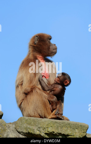 Gelada oder Gelada Pavian (Theropithecus Gelada), Weibchen mit jungen Stockfoto