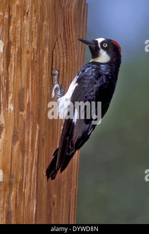 Eichel Specht - Melanerpes Formicivorus - erwachsenes Weibchen Stockfoto