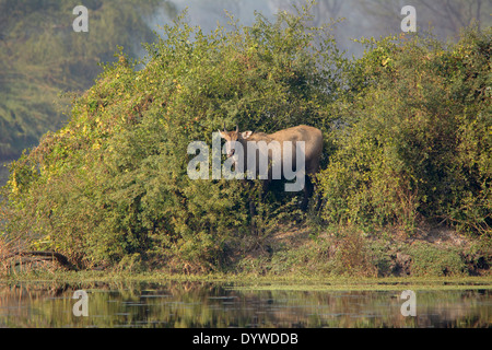 Ein männlicher Nilgai (blaue Bull) kauen und entspannen zwischen den kleinen Bäumen in der Nähe von Wasser Stockfoto