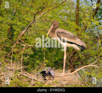 Juvenile bemalte Störche in ihren Nestern. Stockfoto