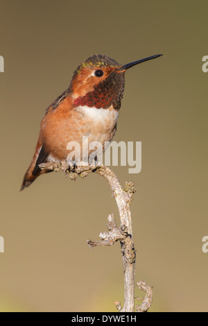 Allens Kolibri - Selasphorus Sasin - Männchen Stockfoto