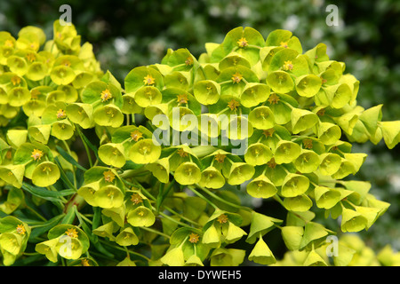 Holz-Wolfsmilch Euphorbia amygdaloides Stockfoto