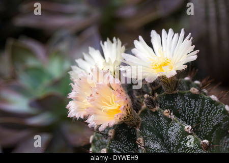 Astrophytum-Kaktus in Blüte. Stockfoto