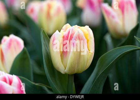 Tulipa 'Gleichgewicht der Farben"im Garten. Stockfoto