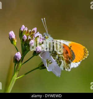 Männliche orange Spitze Schmetterling auf Ladys Kittel Stockfoto