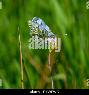 Weibliche orange Spitze Schmetterling Eiablage auf Larven Pflanze Stockfoto